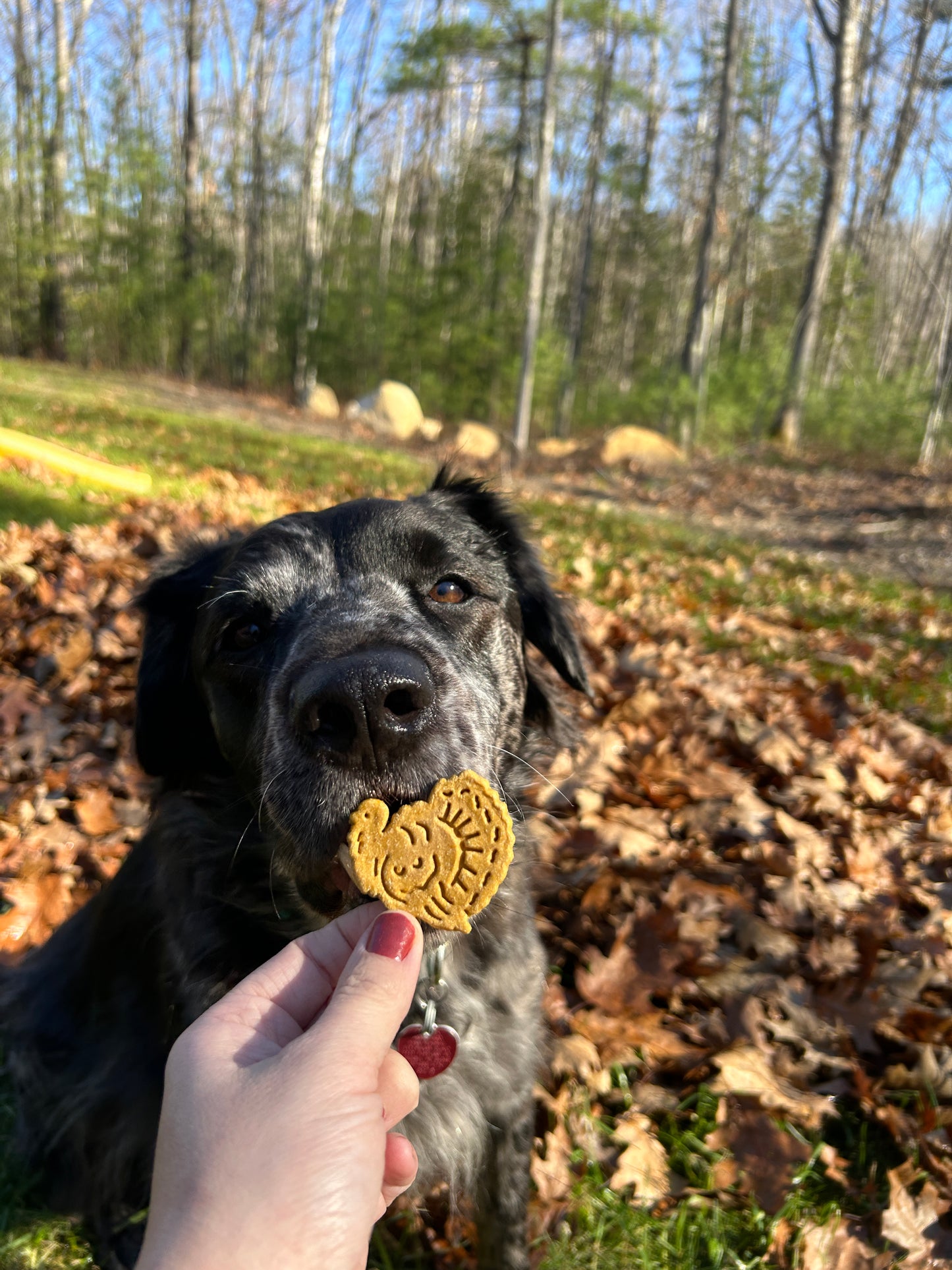 Turkey Shaped Peanut Butter & Pumpkin biscuits