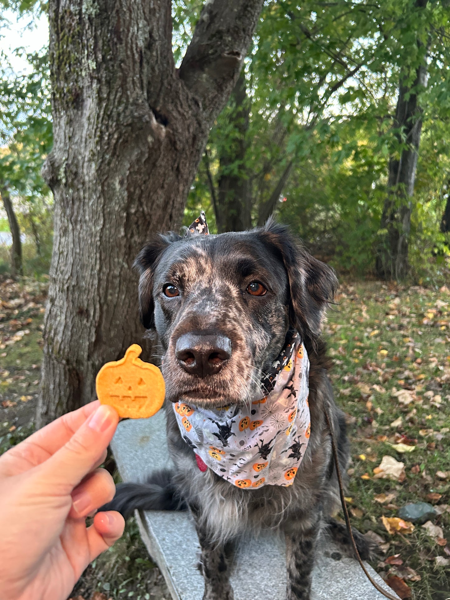Halloween Peanut Butter & Pumpkin Biscuits