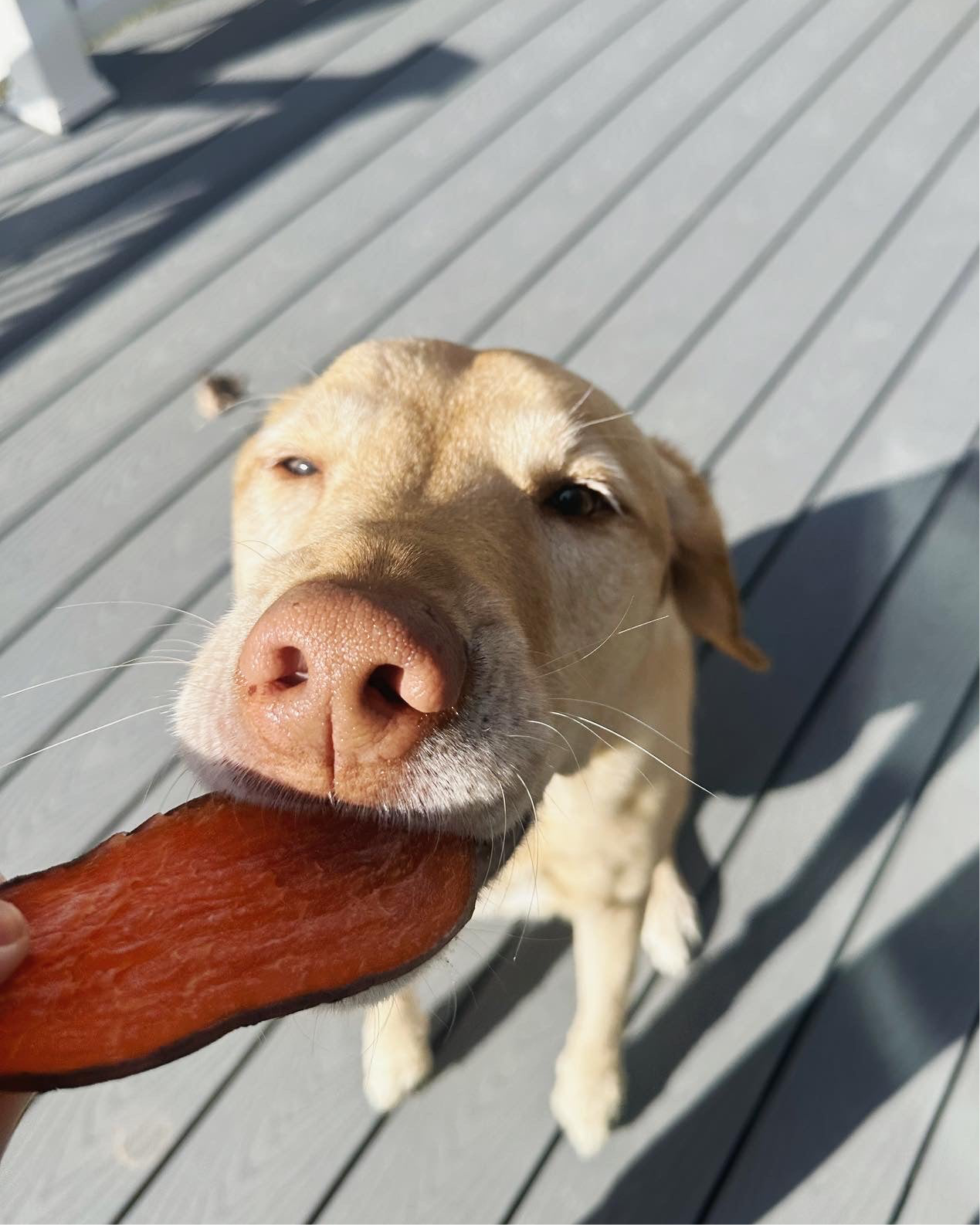 Sweet Potato Chews