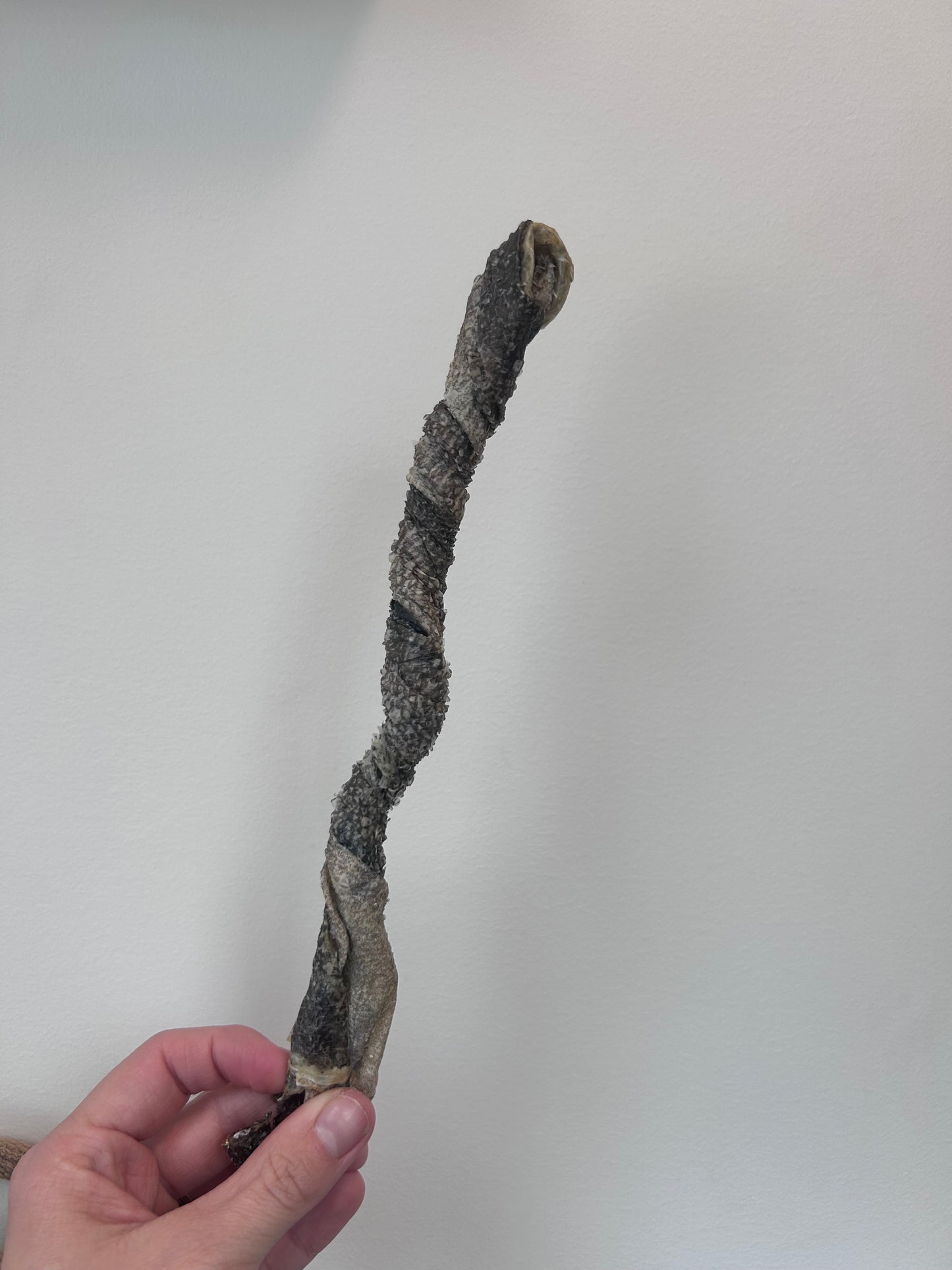 MAINE Cod Skin Chews