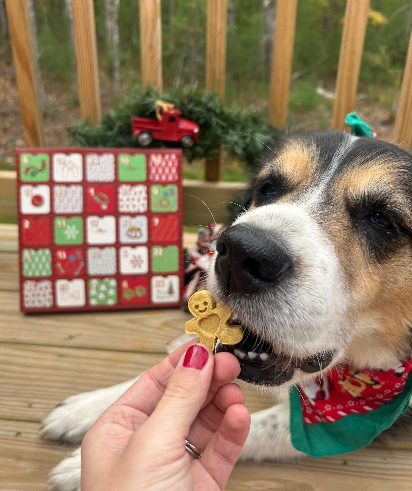 RUFF PINE Advent Calendar 🎄