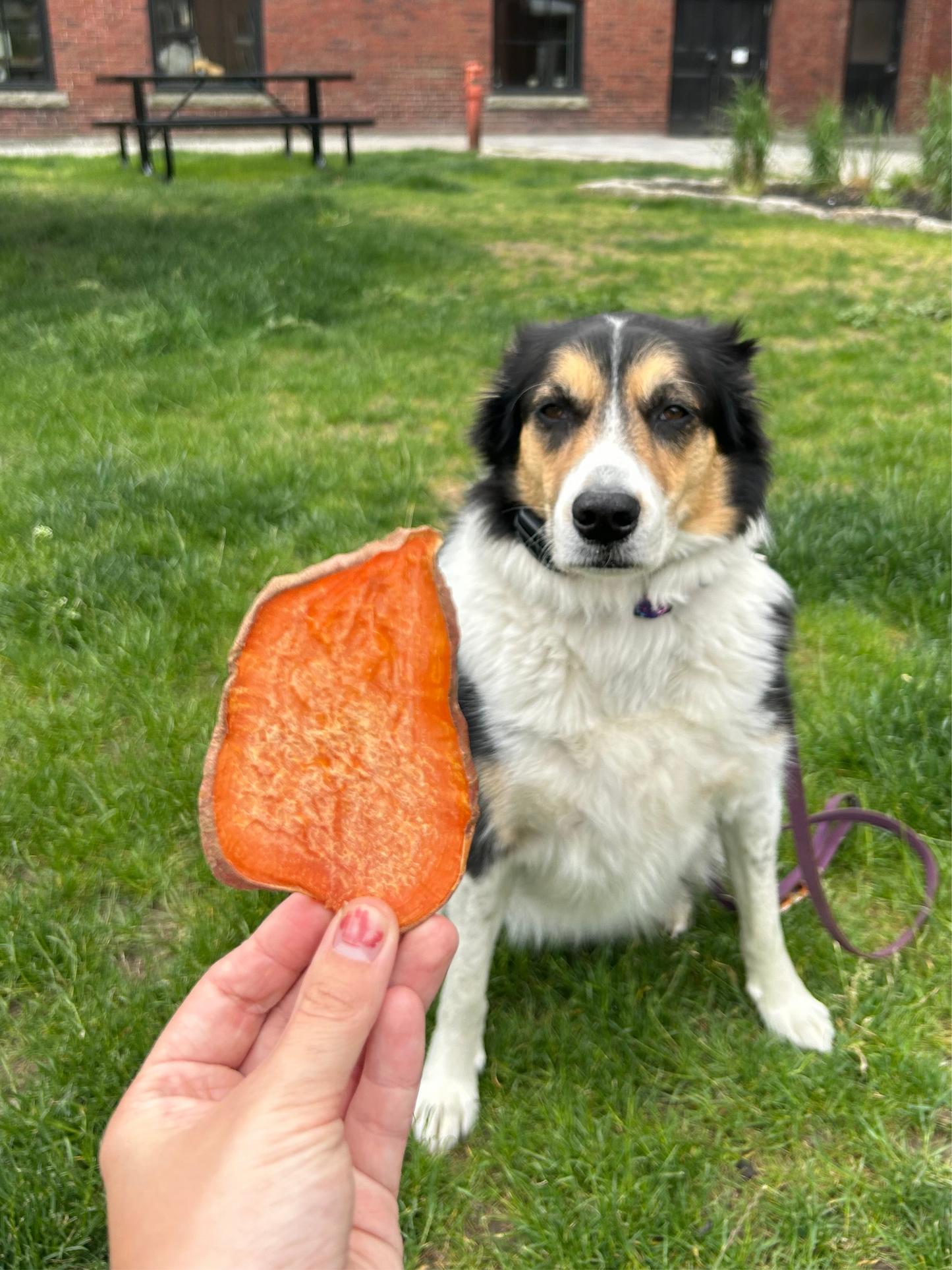 Sweet Potato Chews