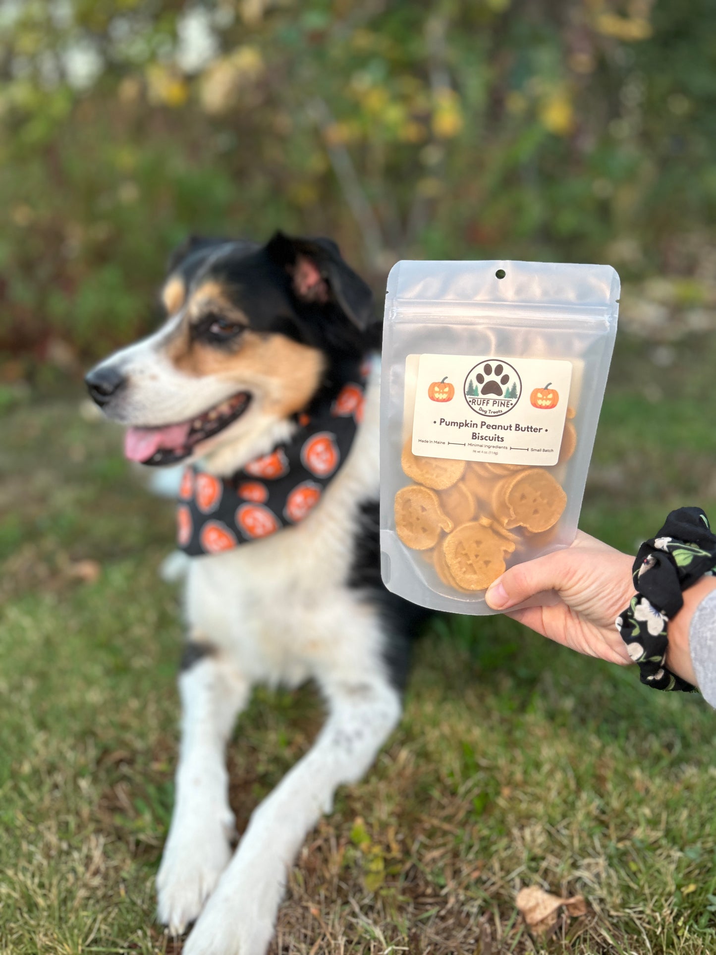 Halloween Peanut Butter & Pumpkin Biscuits